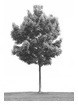 ARBOL