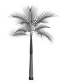 PALMERA
