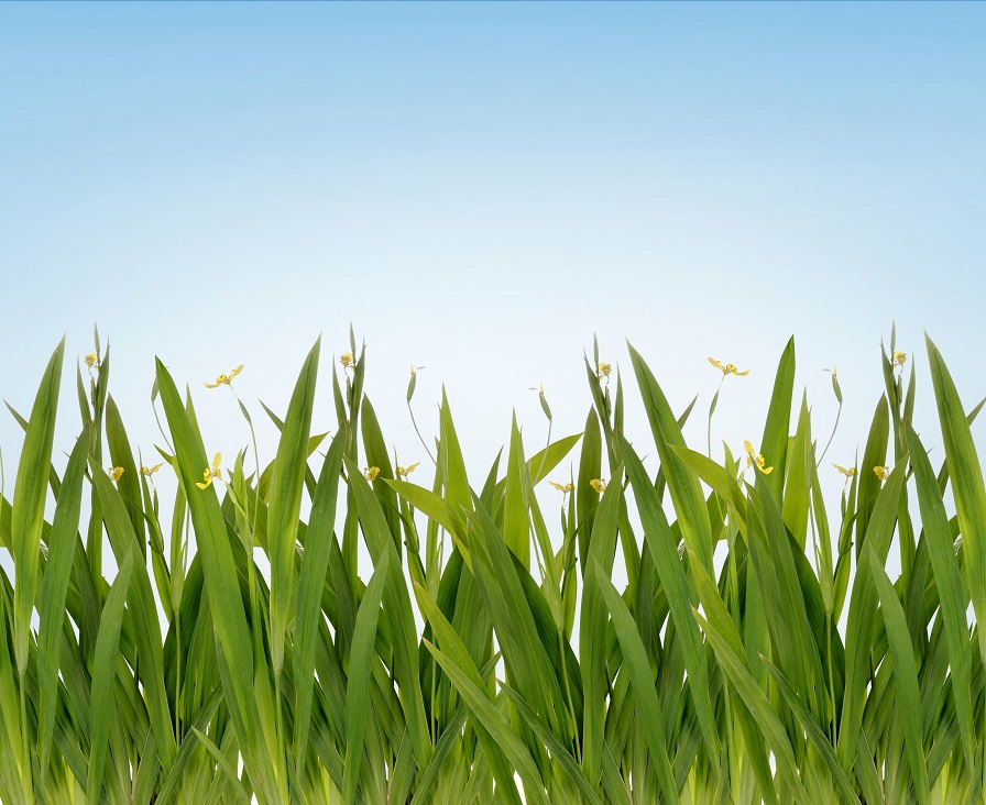 Costos Country siguen altos